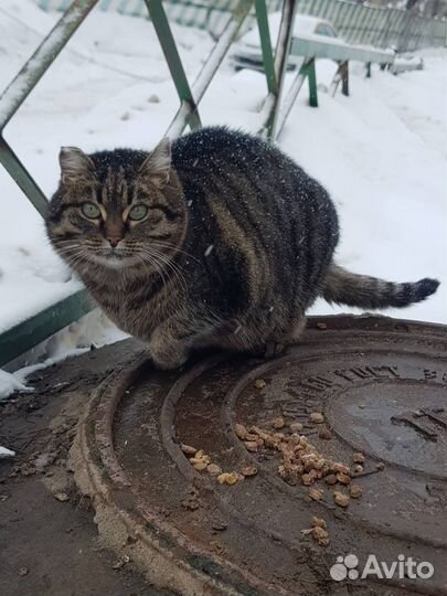 Кошка Маша, 5 лет бесплатно