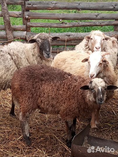 Овце матки и ягнята