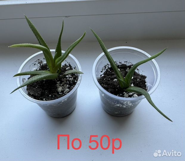 Кактусы и суккуленты