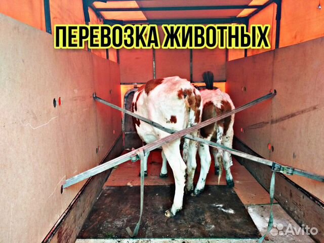 Услуги крс. Услуги для животных.
