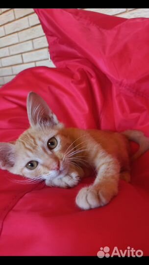 Золотой мальчик ищет дом