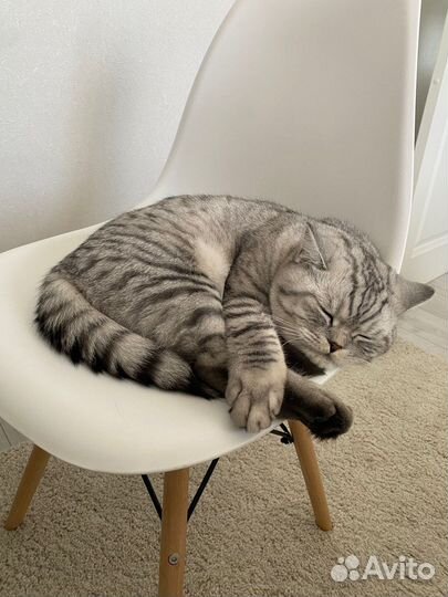 Шотландский кот вязка
