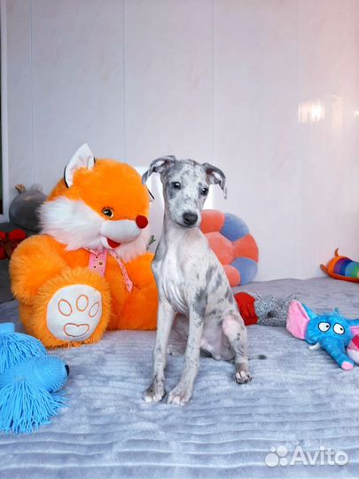 Голубой мрамор, мальчик