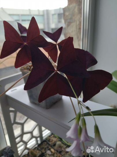 Кислица оксалис