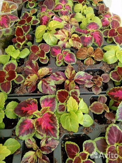 Рассада сортовых колеусов