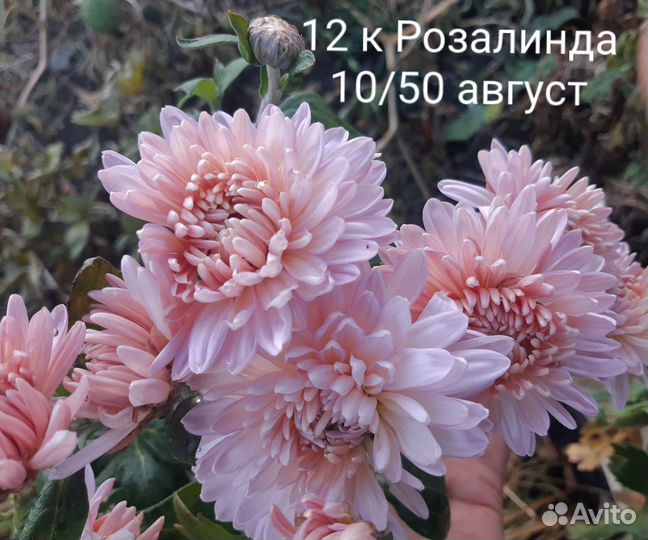 Садовые растения