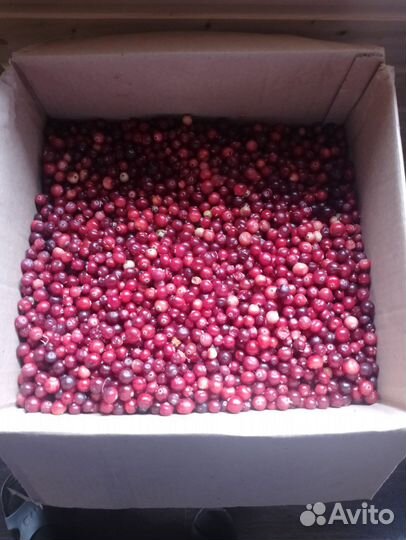 Продам клюкву