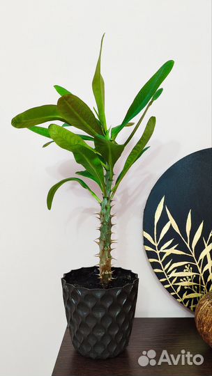 Комнатные цветы драцена финиковая пальма, молочай