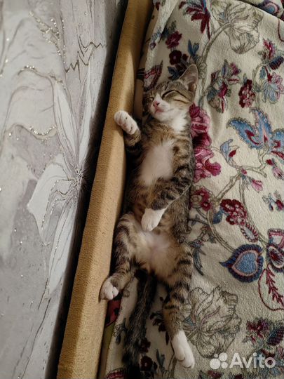Кошка в дар бесплатно британец