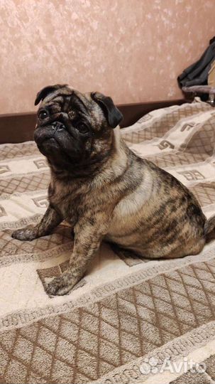 Мопс тигровый