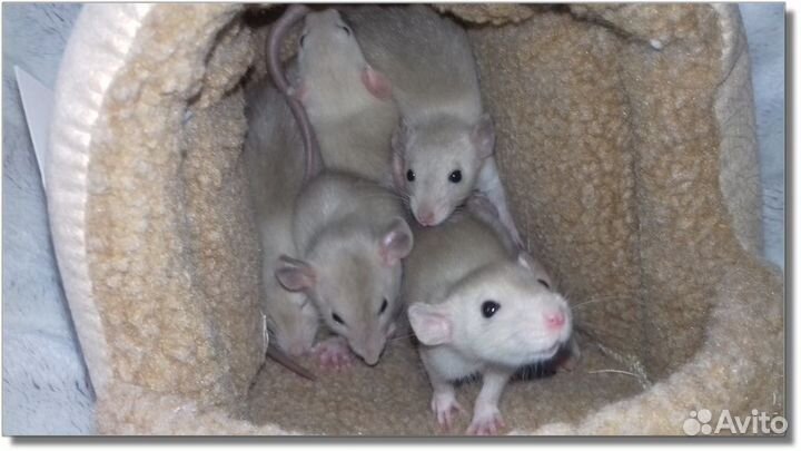 Крысята Дамбо. Крысы окрас шампань. Питомник