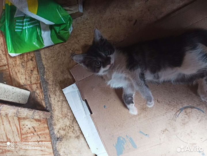 Отдам очаровательных котят в самые добрые руки