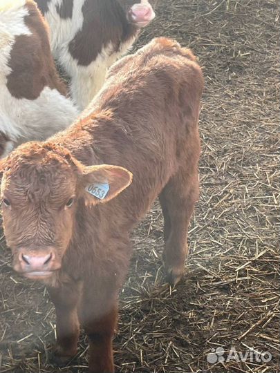Телята бычки скот с доставкой до двора