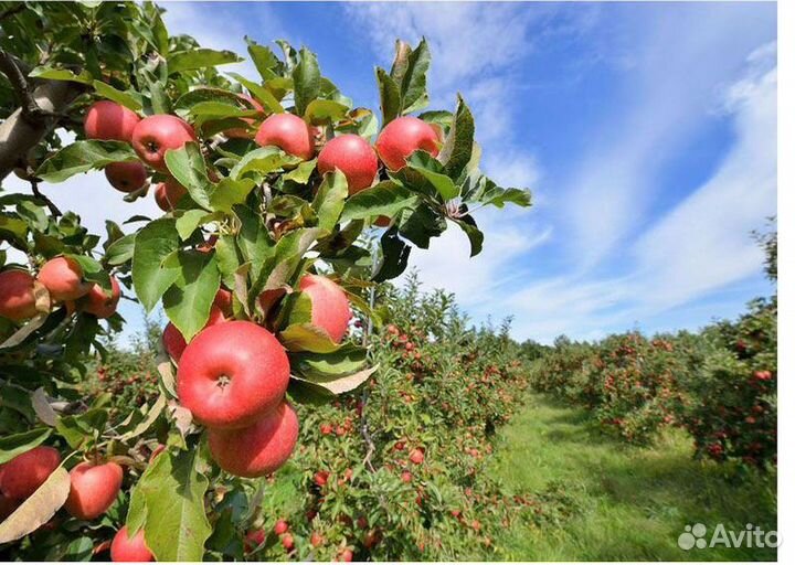 Яблоки оптом