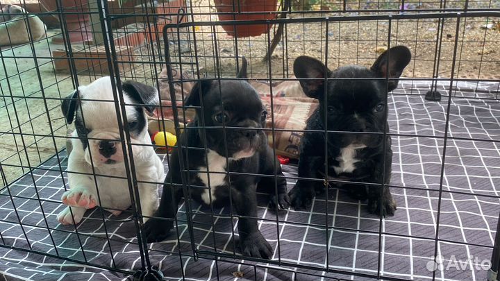 Французский бульдог щенки