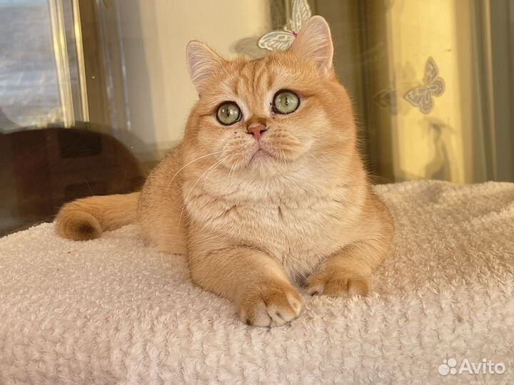 Британский котик