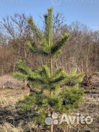 Живая изгородь из сосны быстрорастущая