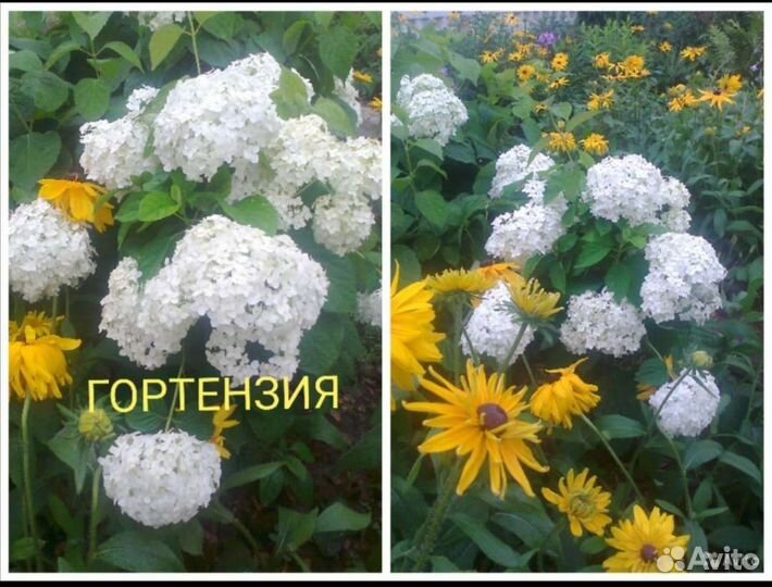 Яблоневый цвет пеларгония.Камен роза см.профиль