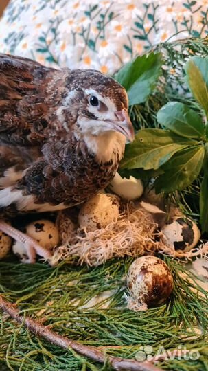 Яйцо инкубационное перепелов