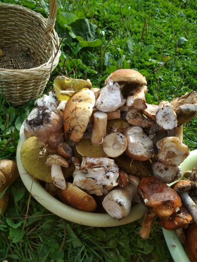 Участок 25 сот. (СНТ, ДНП)