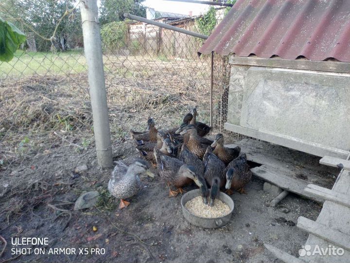 Утки дикие подсадные