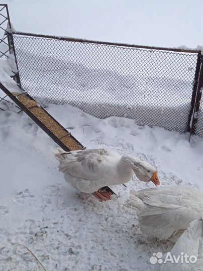 Гусыня. Холмогор