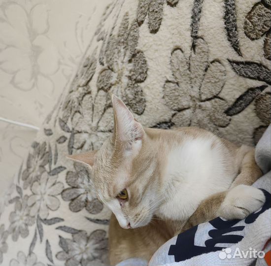 Котята в добрые руки бесплатно мальчик