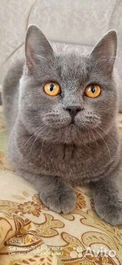 Британская