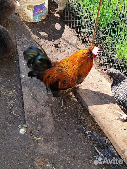 Молодые петухи