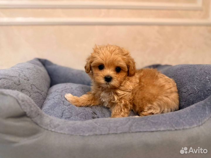 Мальтипу мини мальчик