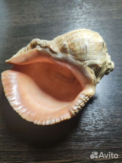 Морские ракушки раковины