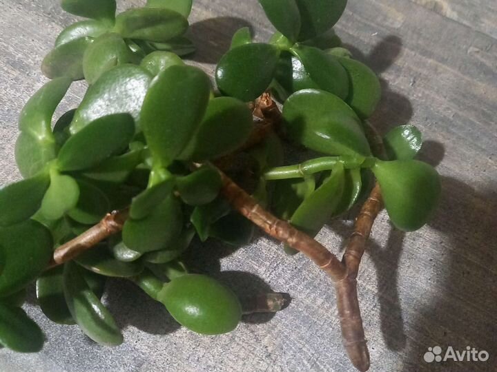 Комнатные цветы отростки