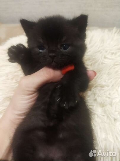 Британские котята