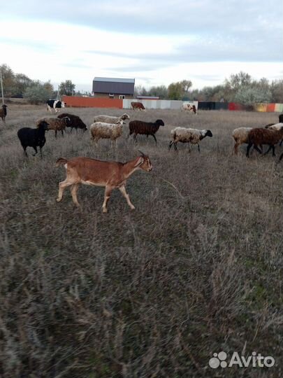 Нубийские козы