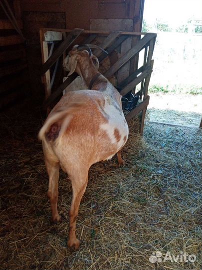 Нубийские козы