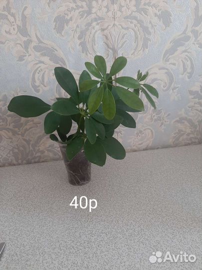 Цветы домашние в горшках