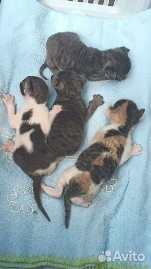 Котята корниш-рекс