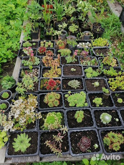 Многолетники