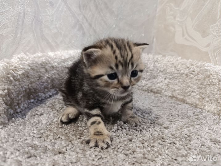 Британские котята