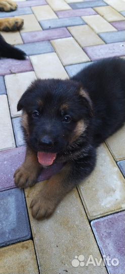 Щенки немецкой овчарки