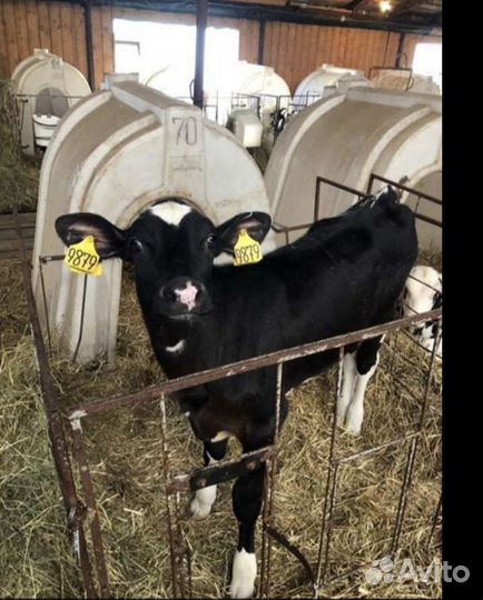 Телята бычки