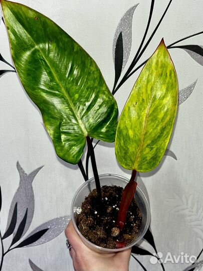 Комнатные цветы