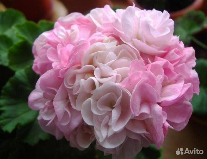 Пеларгония