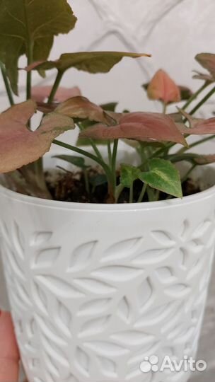 Сингониум малиновый крем