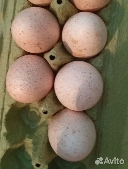 Яйцо индюшиное домашнее яйца индюшки