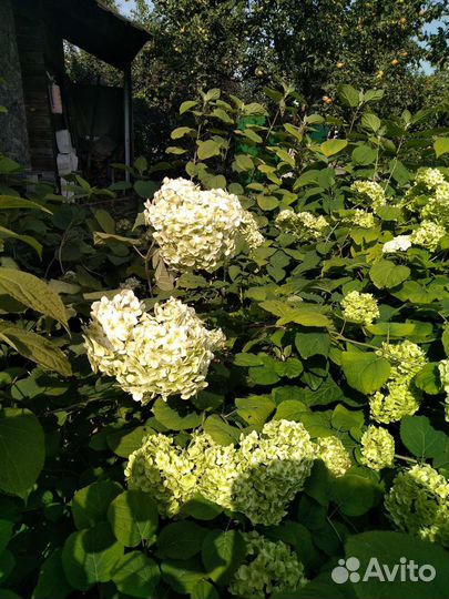 Гортензия
