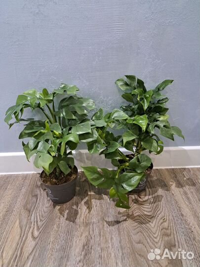 Рафидафора d12