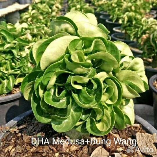 Адениум. Семена барашков(DHA)