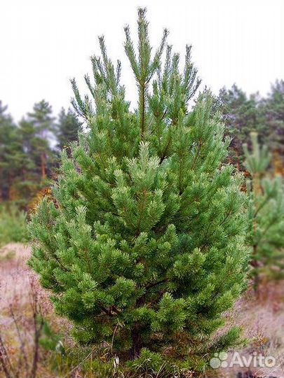 Высокая сосна на участок