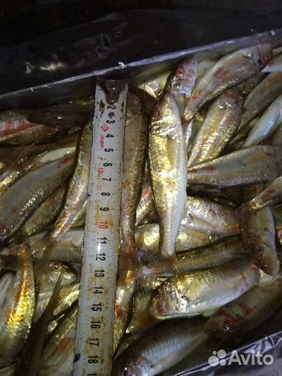 Черноморская барабуля